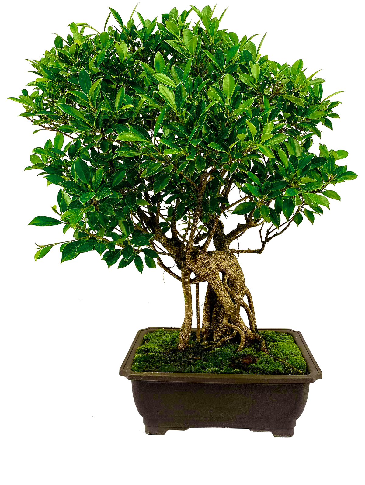 Ficus Retusa (Specimen) #115