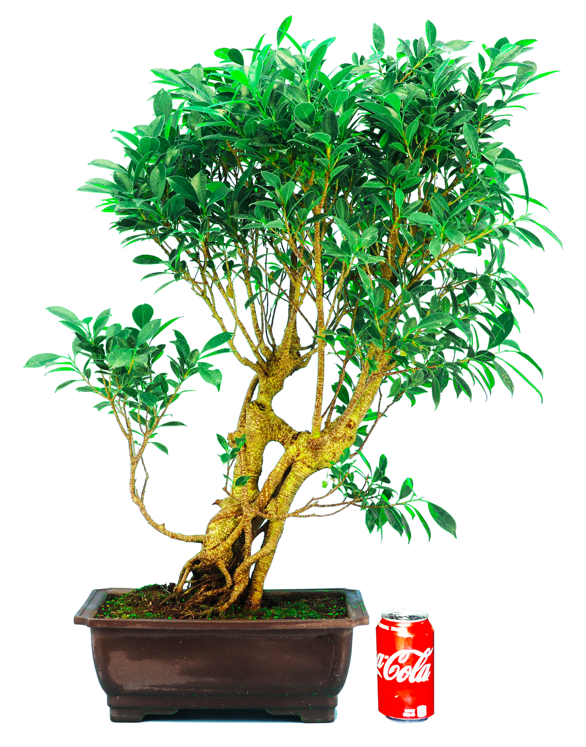 Ficus Retusa (Specimen) #113