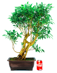 Ficus Retusa (Specimen) #113