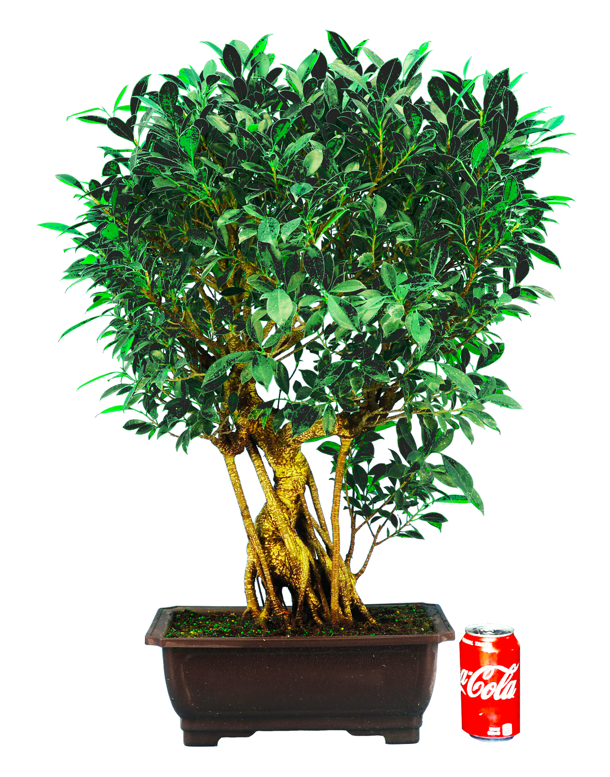 Ficus Retusa (Specimen) #114