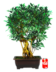 Ficus Retusa (Specimen) #114