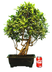 Ficus Retusa (Specimen) #117