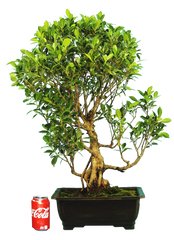 Ficus Retusa (Specimen) #118