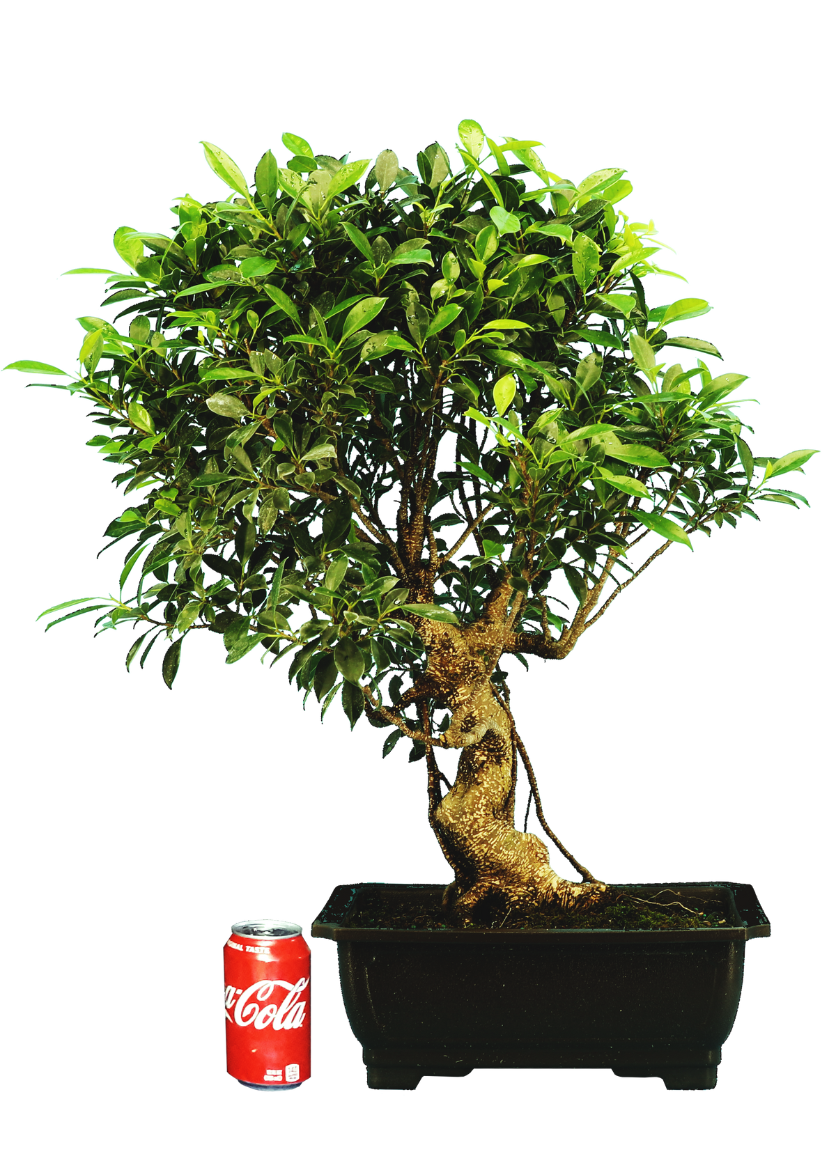 Ficus Retusa (Specimen) #120