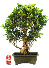 Ficus Retusa (Specimen) #121