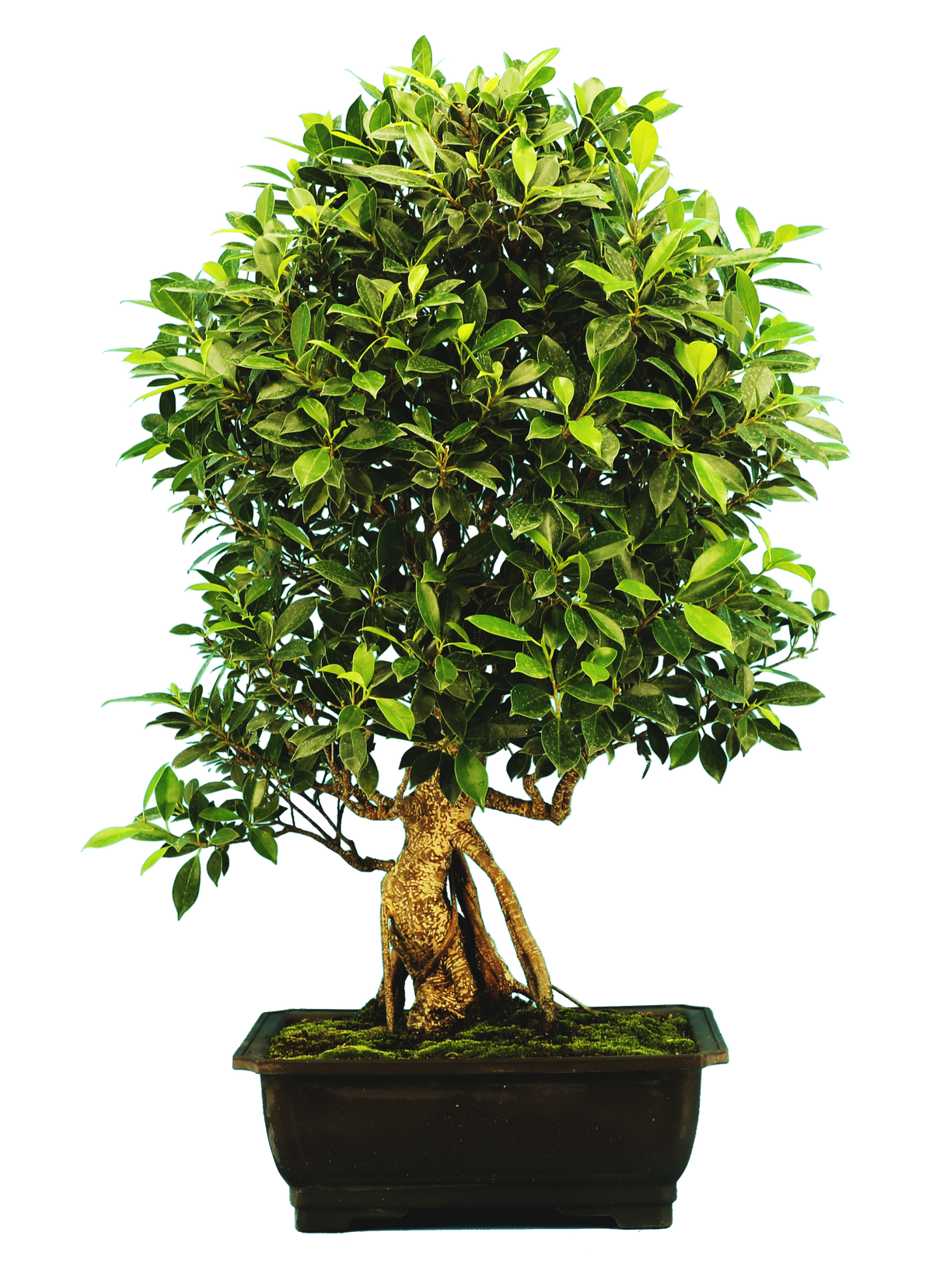 Ficus Retusa (Specimen) #122