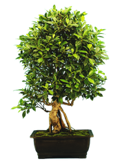 Ficus Retusa (Specimen) #122