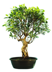 Ficus Retusa (Specimen) #123