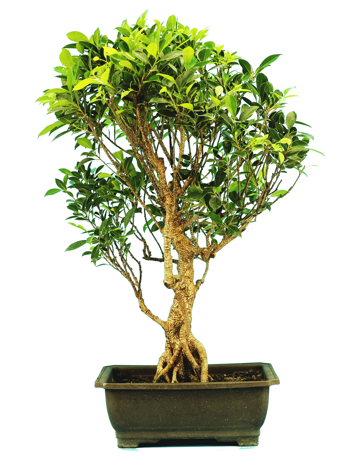 Ficus Retusa (Specimen) #124