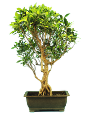 Ficus Retusa (Specimen) #124