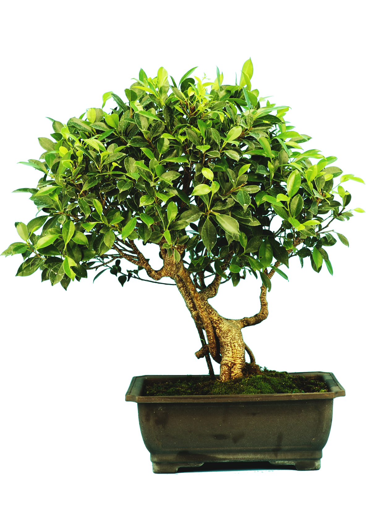 Ficus Retusa (Specimen) #125