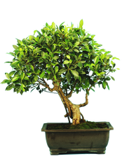 Ficus Retusa (Specimen) #125