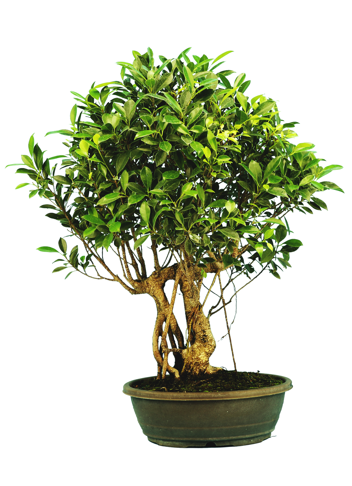 Ficus Retusa (Specimen) #126