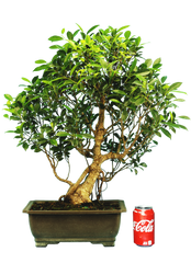 Ficus Retusa (Specimen) #127