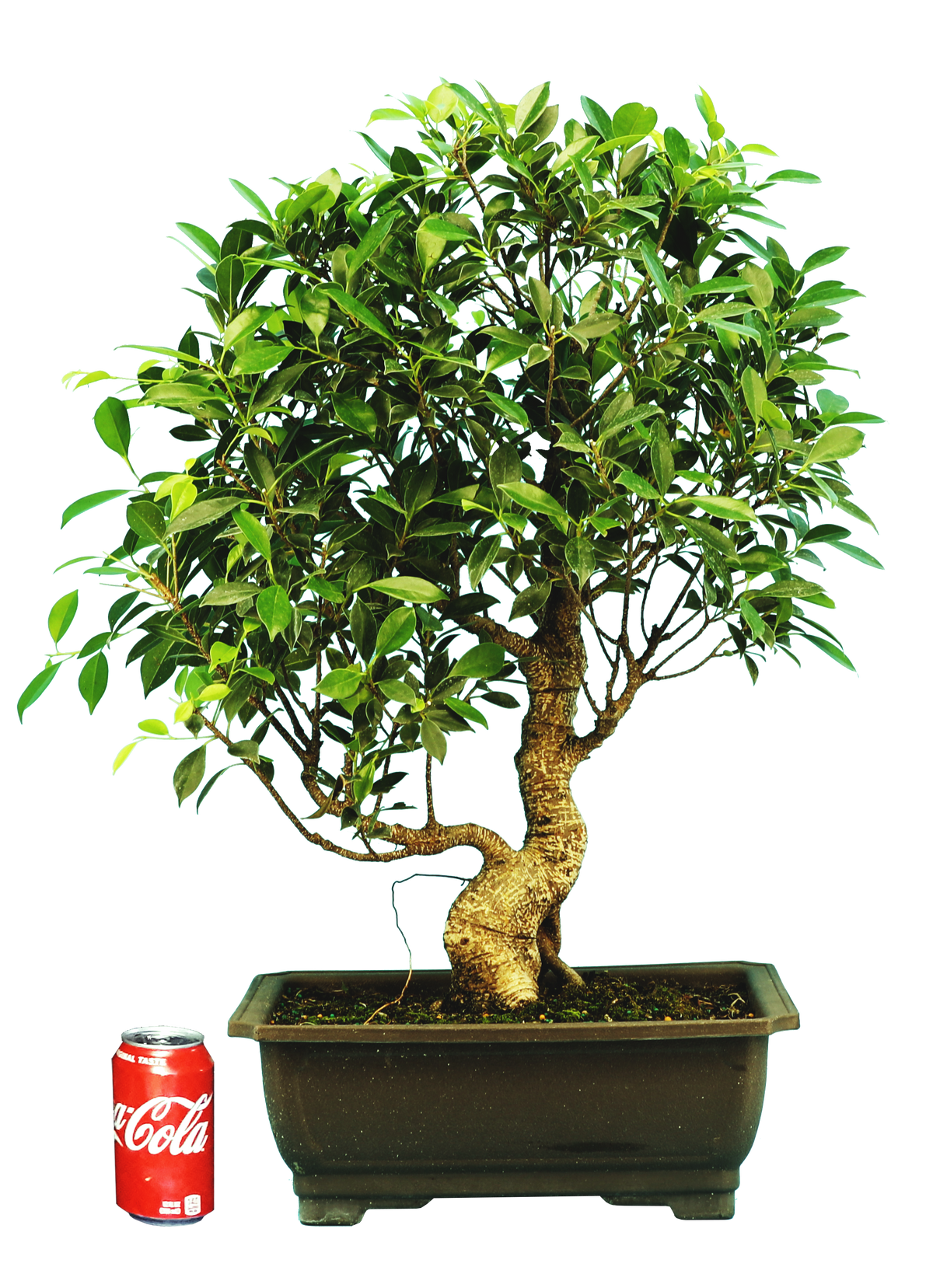 Ficus Retusa (Specimen) #128