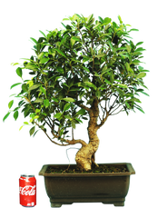 Ficus Retusa (Specimen) #128
