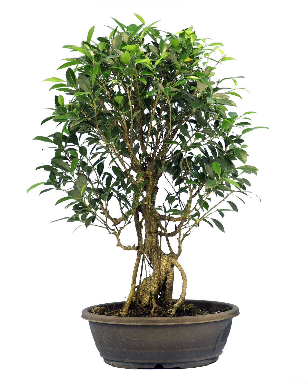 Ficus Retusa (Specimen) #129