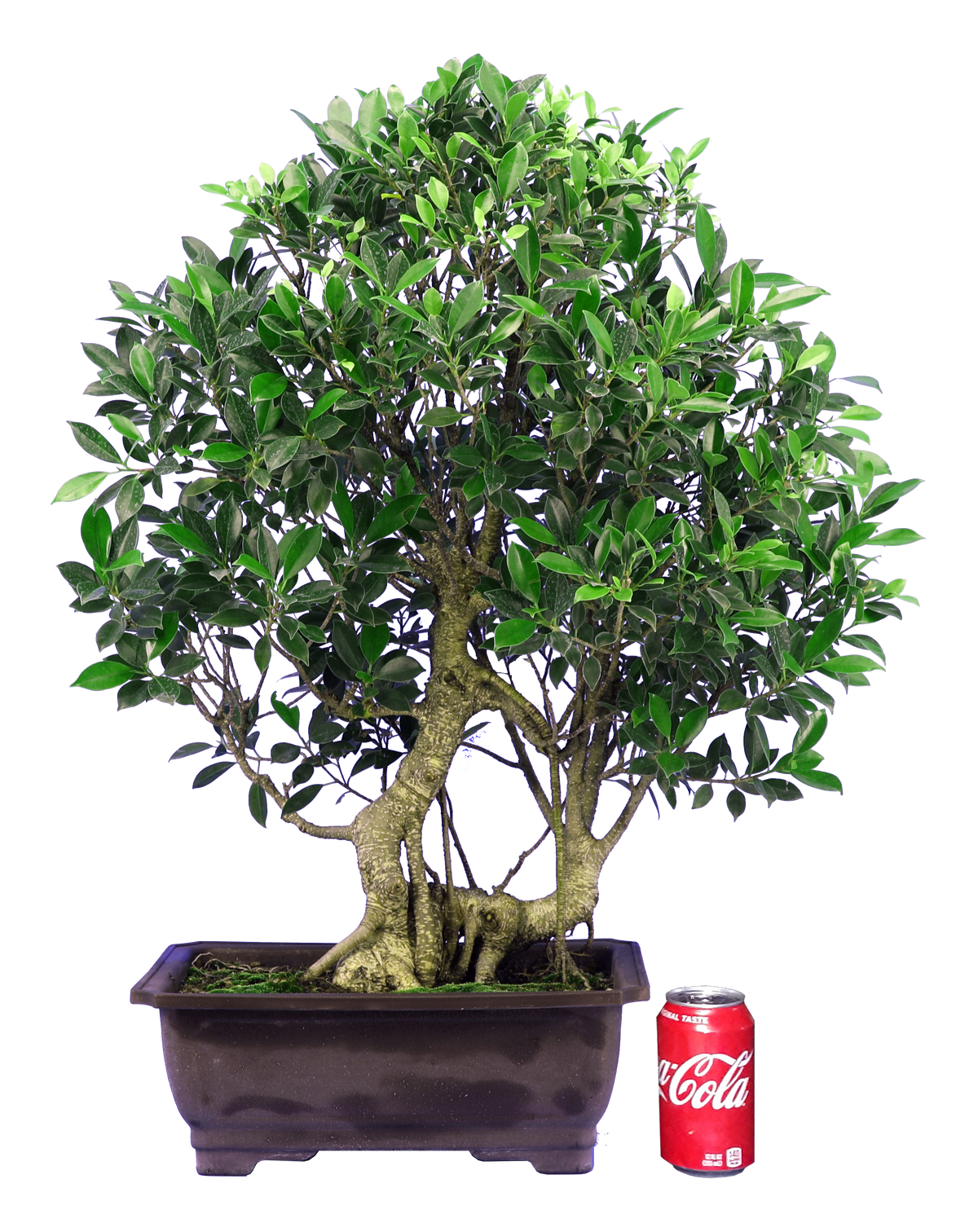 Ficus Retusa (Specimen) #130