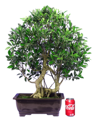Ficus Retusa (Specimen) #130